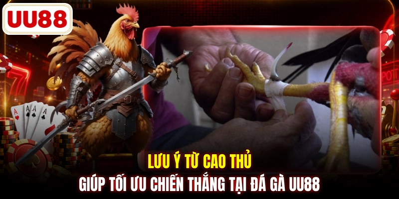 Lưu ý từ cao thủ giúp tối ưu chiến thắng tại đá gà UU88